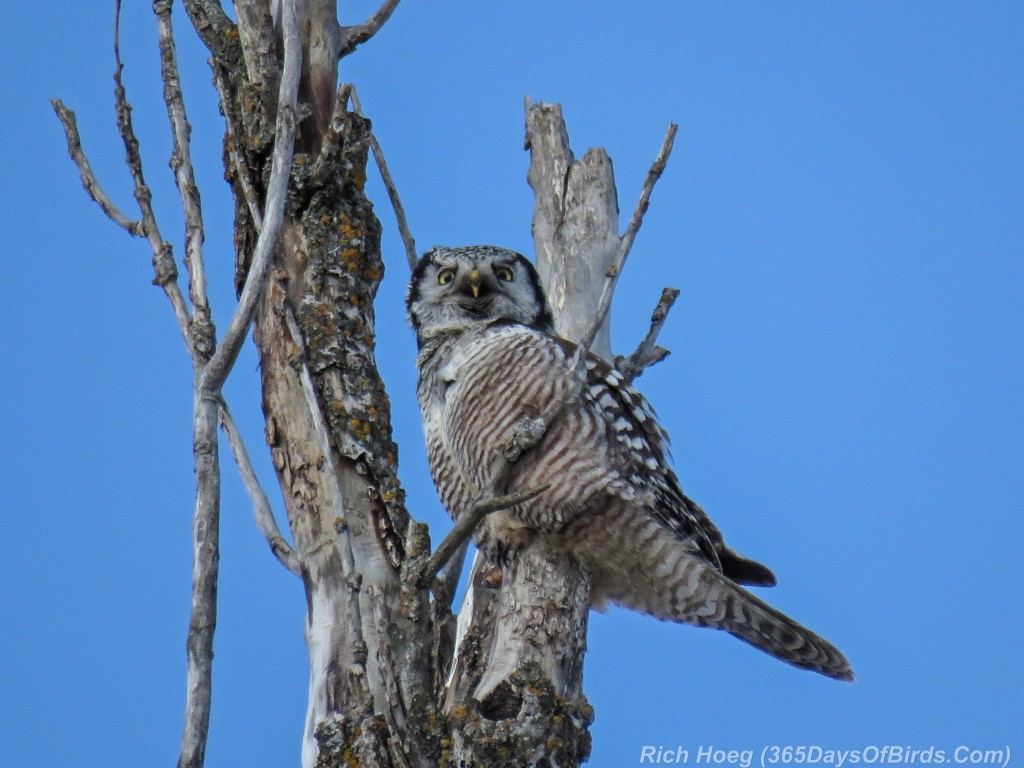 Y2-D039-Northern-Hawk-Owl-Hunt-7