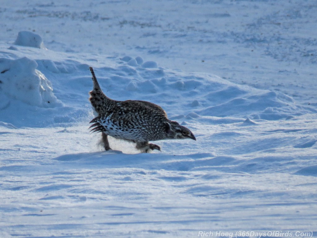Y2-D045-Sharptail-Grouse-Courting-1