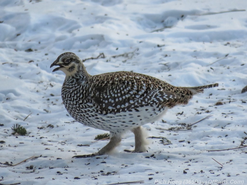 Y2-D045-Sharptail-Grouse-Courting-2