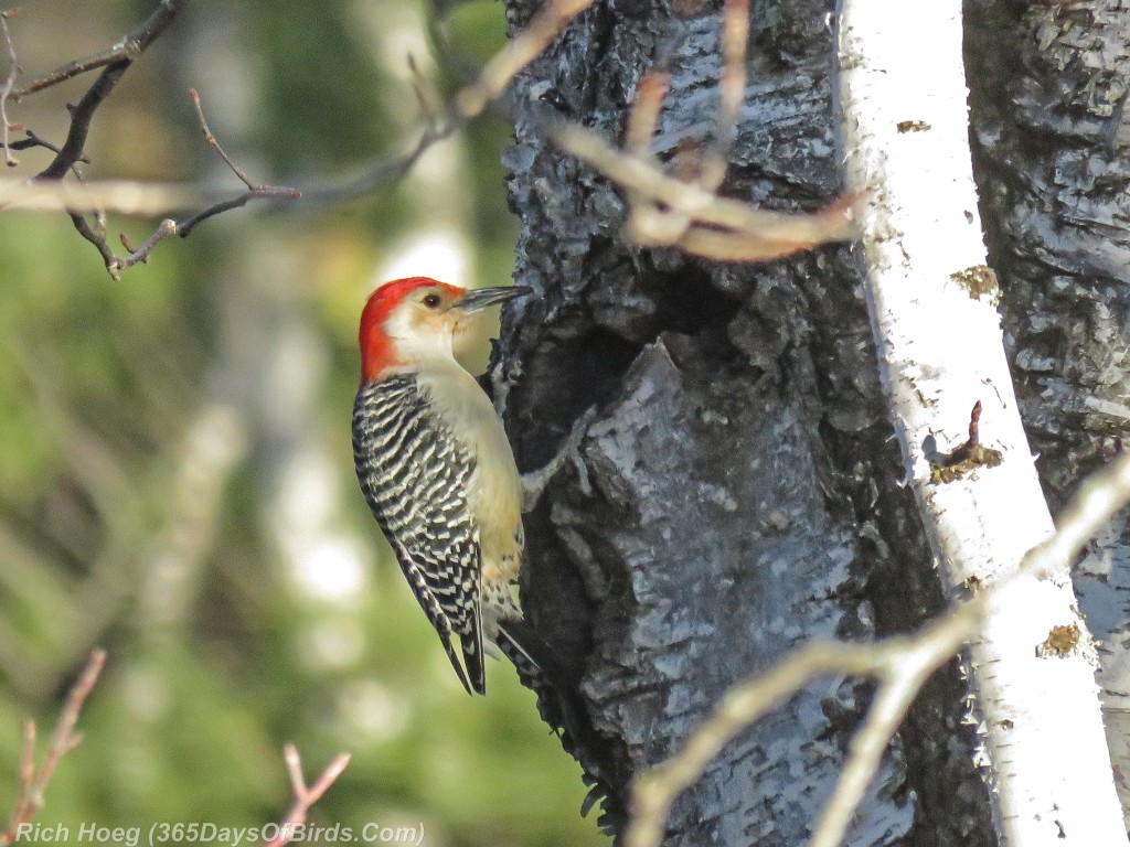 Y2-D047-Red-Bellied-Woodpecker-2