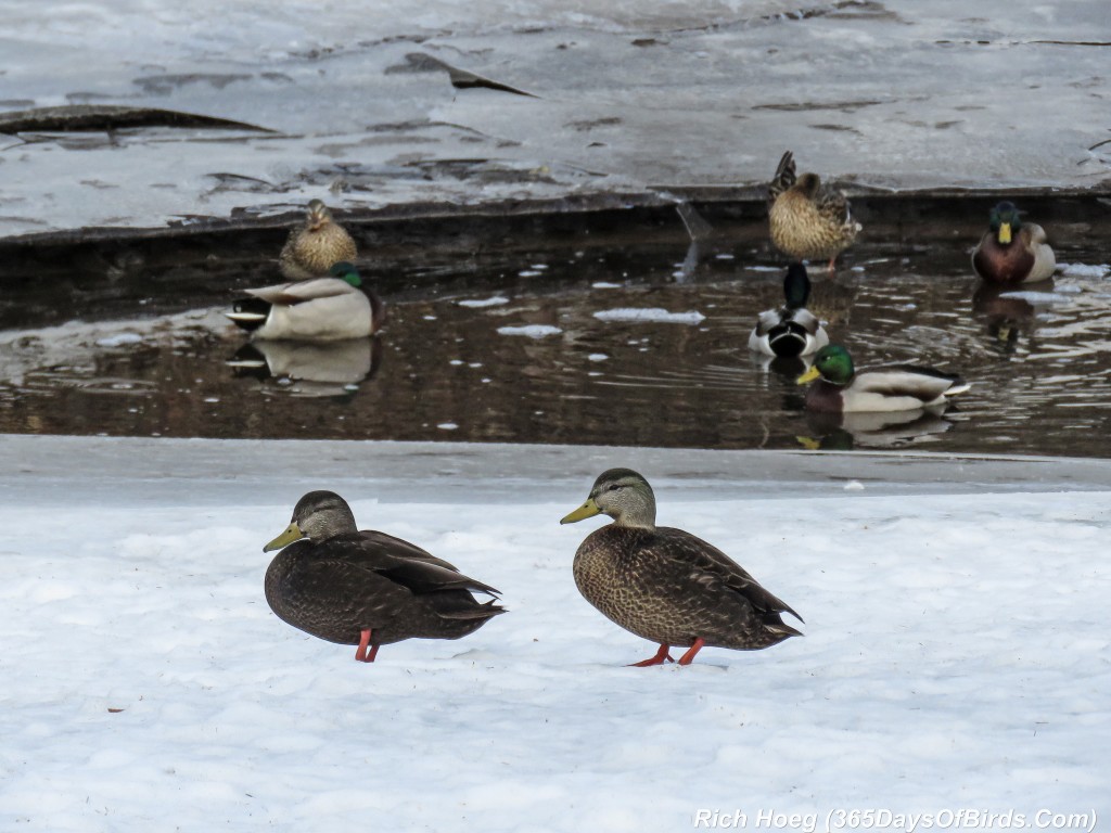 Y2-D049-American-Black-Duck-Pair