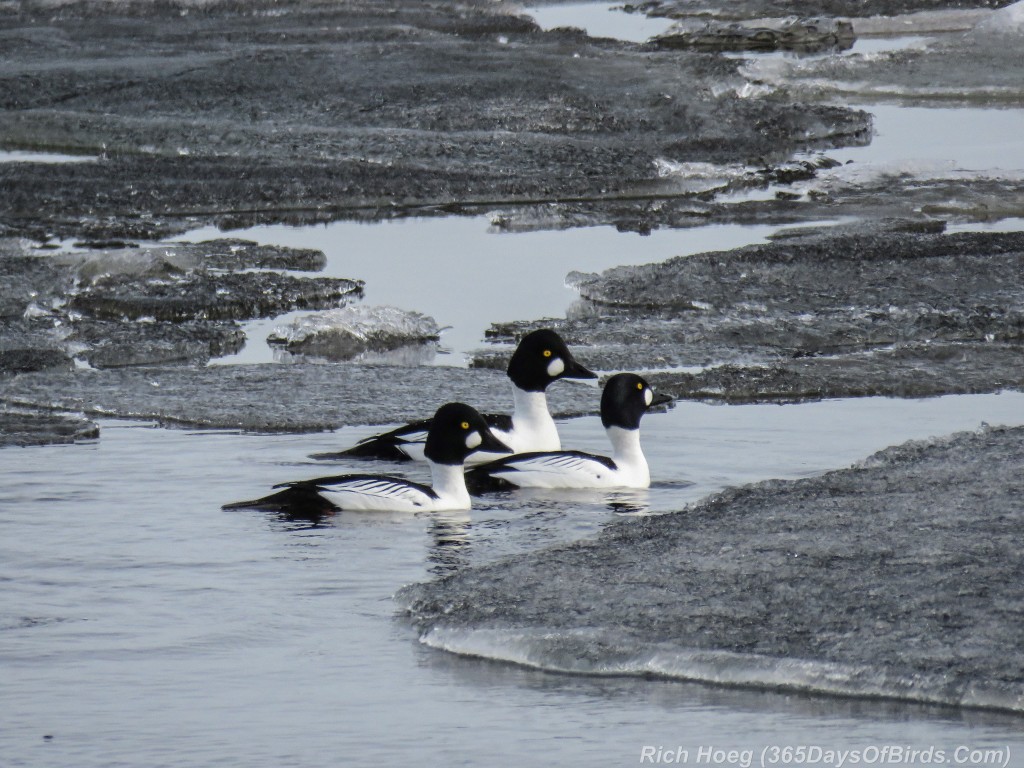 Y2-D053-Goldeneye-Frozen-Flight-1