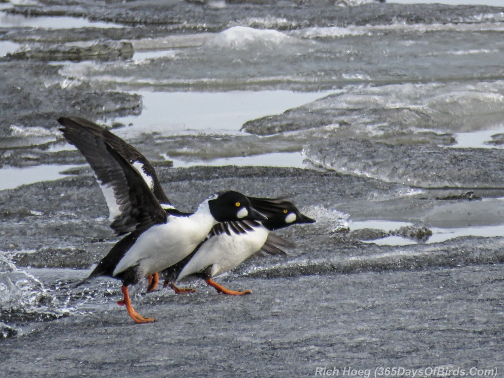 Y2-D053-Goldeneye-Frozen-Flight-3