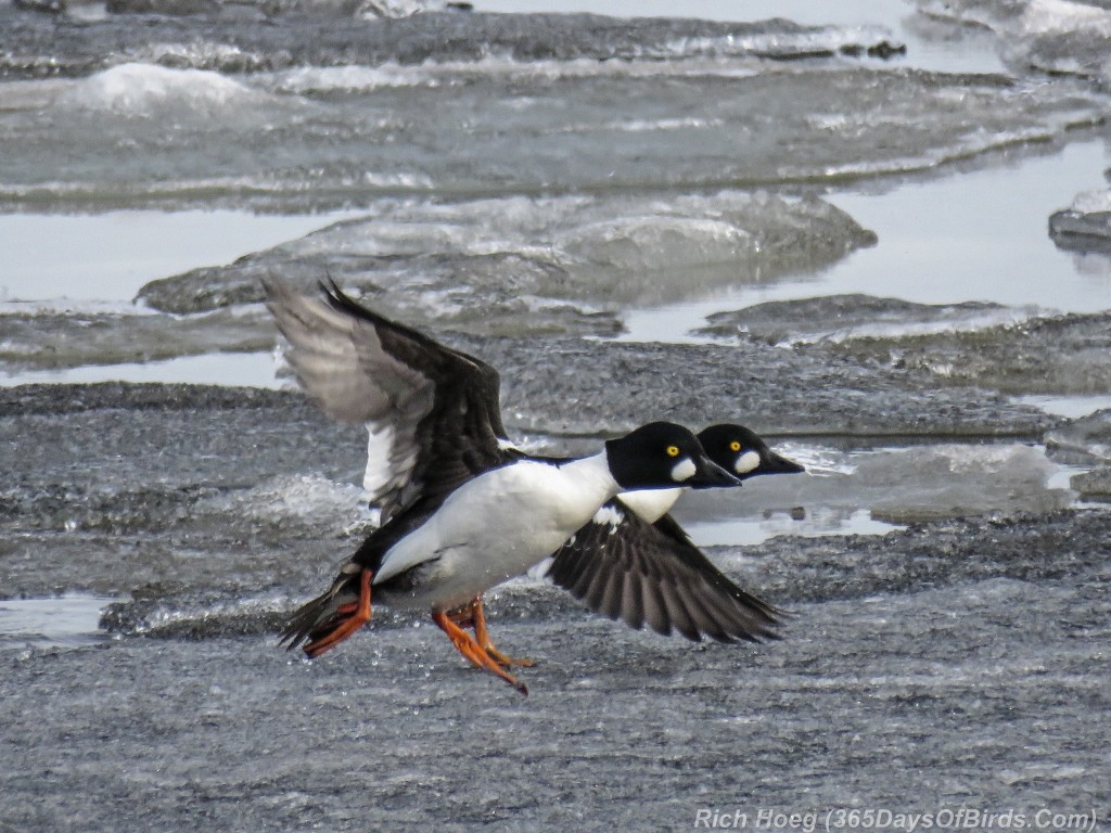 Y2-D053-Goldeneye-Frozen-Flight-4