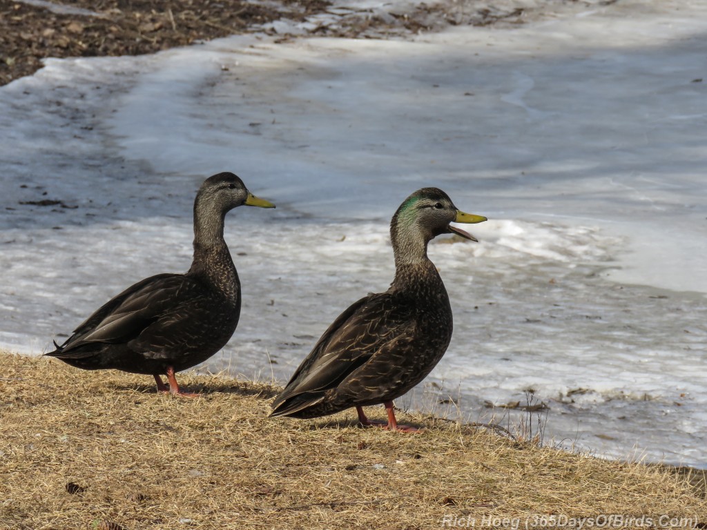 Y2-D056-American-Black-Duck-Pair-Quacking