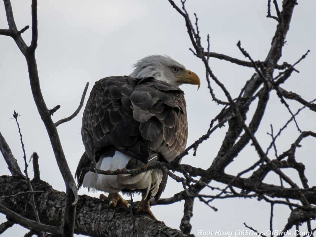 Y2-D061-Sax-Zim-Bog-02-Bald-Eagle