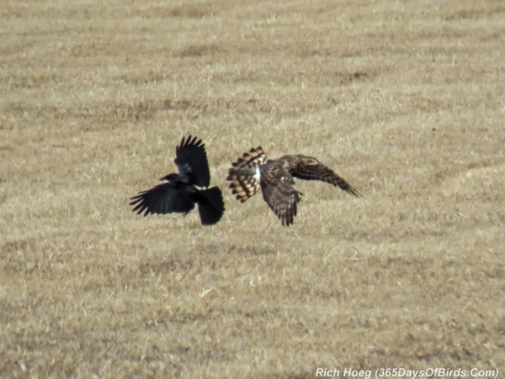 Y2-D061-Sax-Zim-Bog-04-Breakfast-Fight