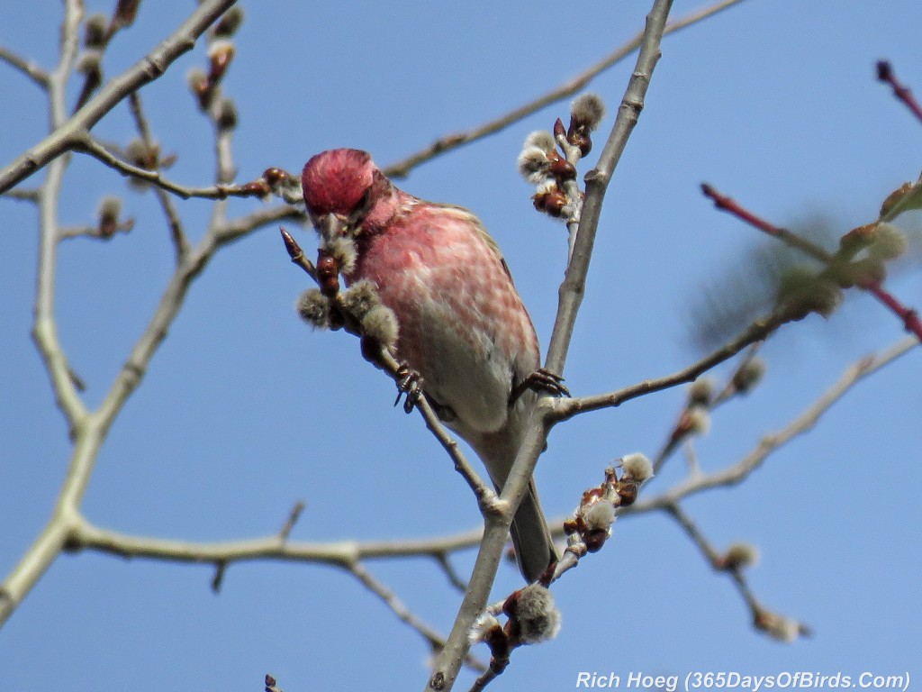 Y2-D061-Sax-Zim-Bog-07-Purple-Finch-Buds