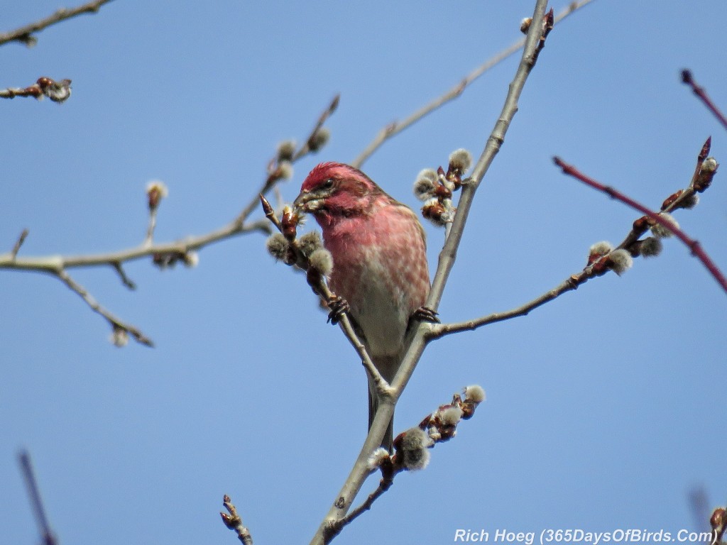 Y2-D061-Sax-Zim-Bog-08-Purple-Finch-Buds