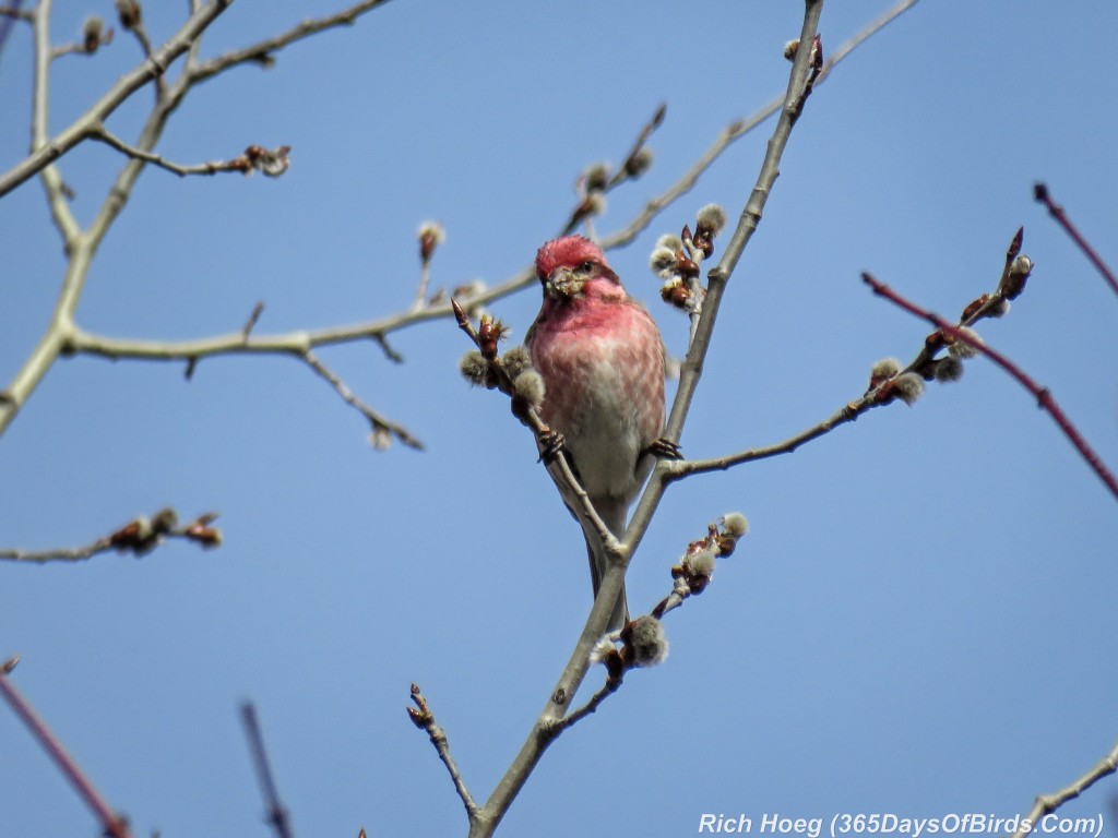 Y2-D061-Sax-Zim-Bog-09-Purple-Finch-Buds