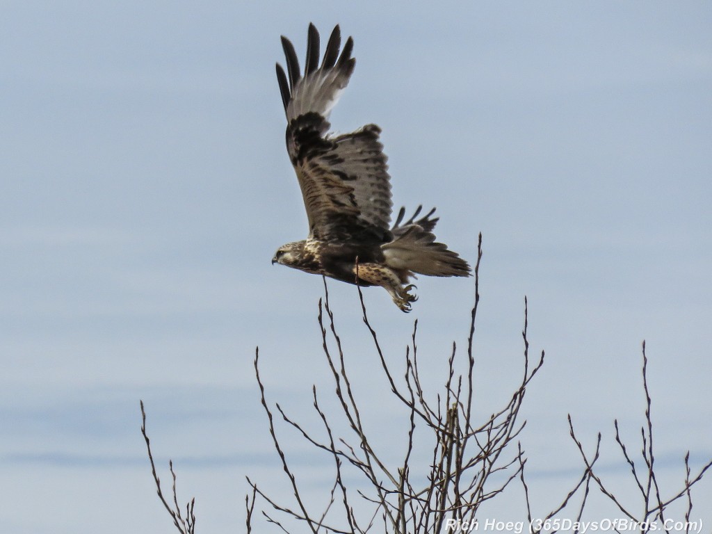 Y2-D061-Sax-Zim-Bog-12-Hawk-Flight