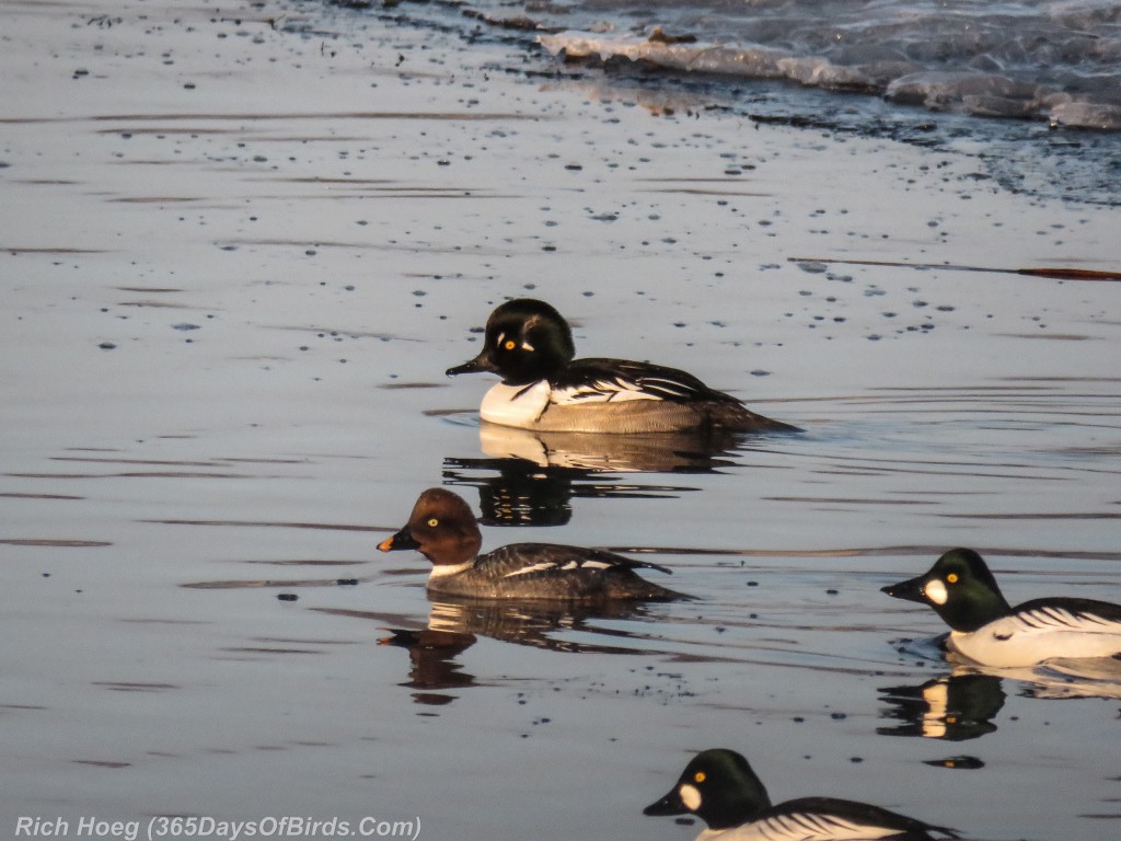 Y2-D062-Goldeneye-Hooded-Merganser