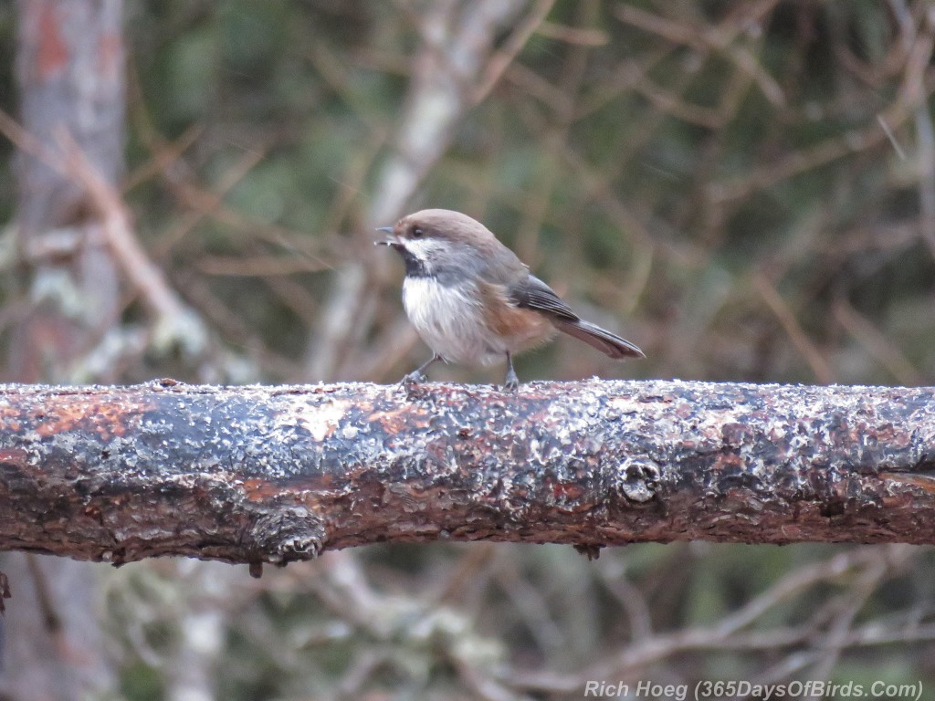 Y2-D063-Boreal-Chickadee