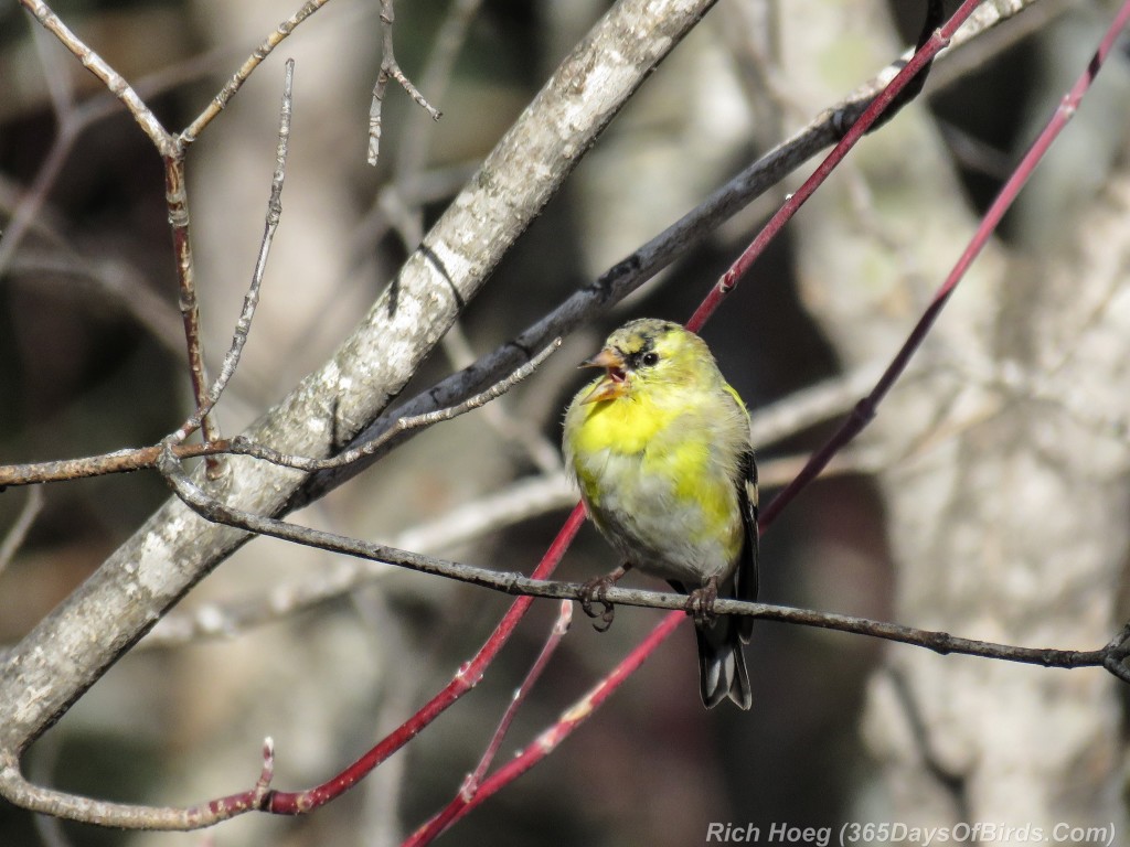 Y2-D067-Finch-Fest-Goldfinch-1