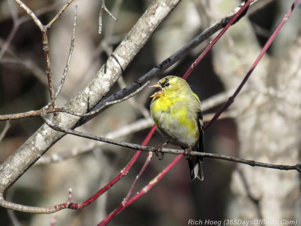 Y2-D067-Finch-Fest-Goldfinch-2