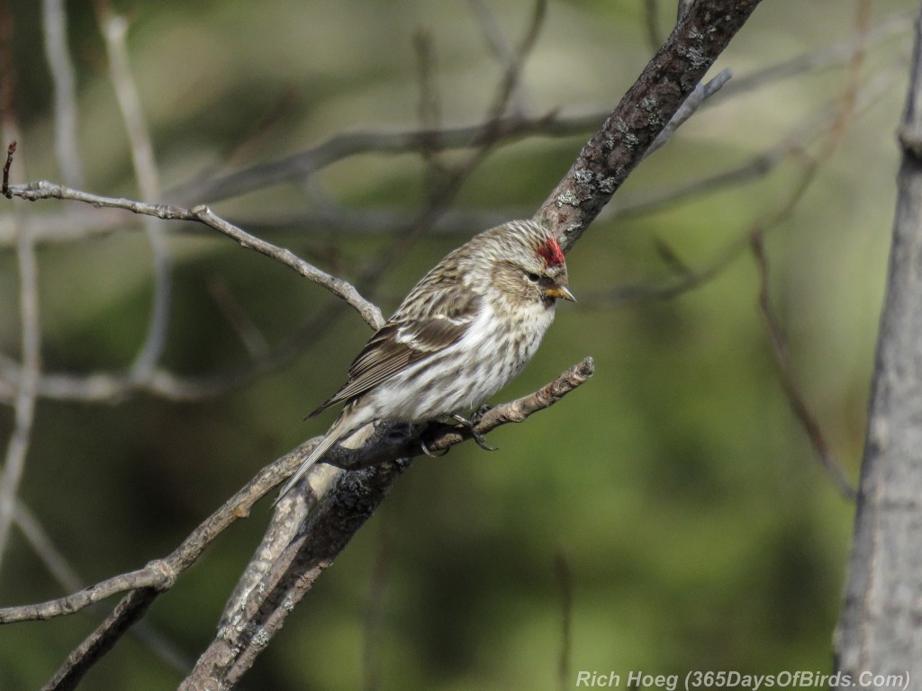 Y2-D067-Finch-Fest-Pine-Common-Redpoll