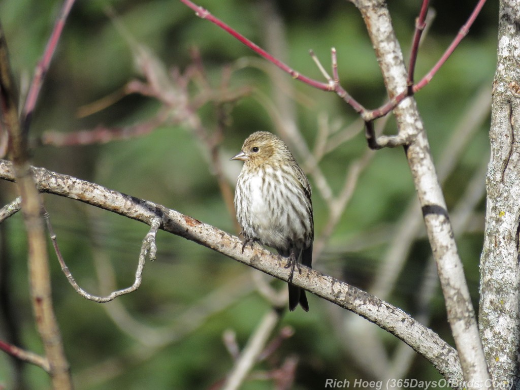 Y2-D067-Finch-Fest-Pine-Siskin