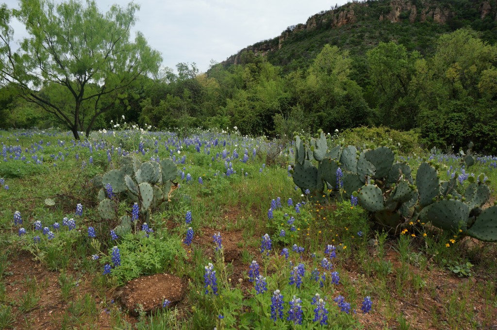 05-Cactus-Willow-City-Loop_1