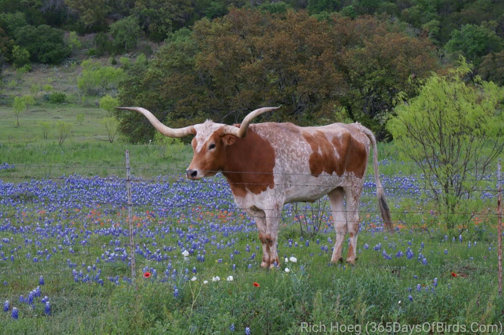 05-Texas-Longhorn_wm