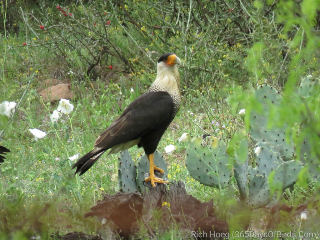 Crested-Caracara-2_wm