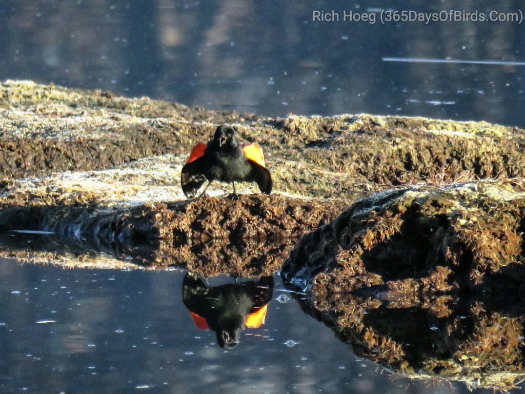 DB-01-Red-Winged-Blackbird_wm