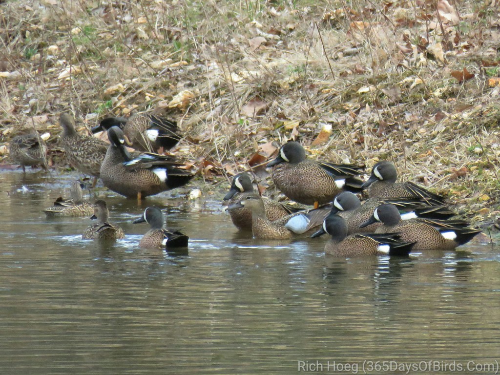 DB-02-Blue-Winged-Teals_wm