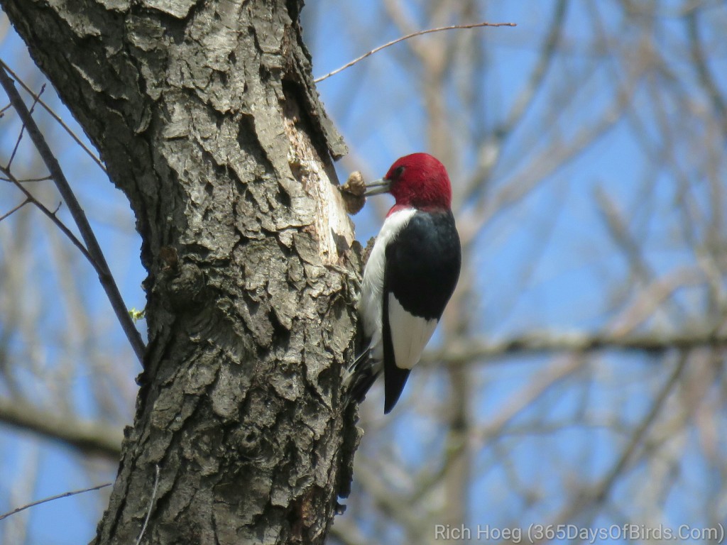 DB-02-Red-Headed-Woodpecker-1-wm