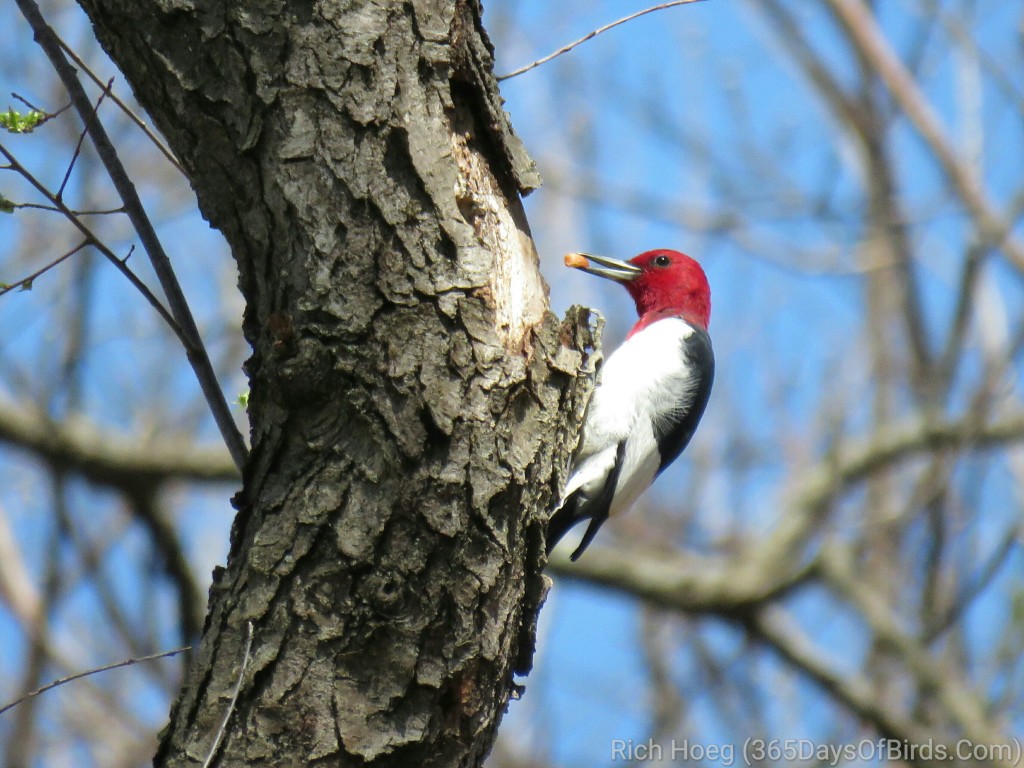 DB-02-Red-Headed-Woodpecker-2-wm