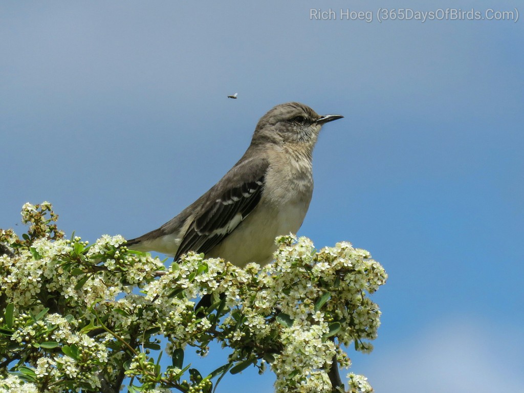 Mockingbird-PS_1_wm