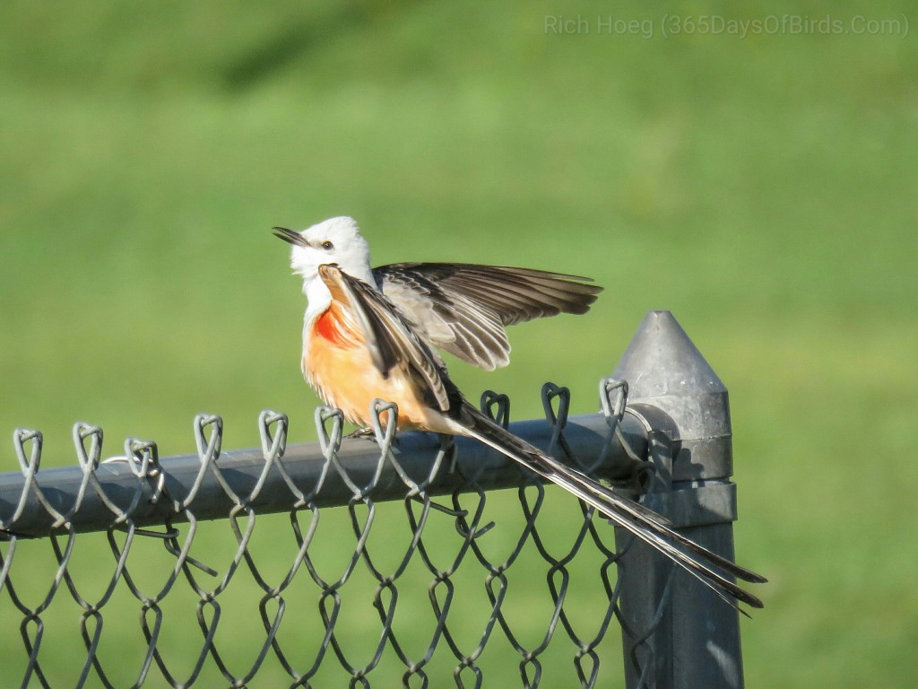 Scissor-Tail-Flycatcher-01_wm