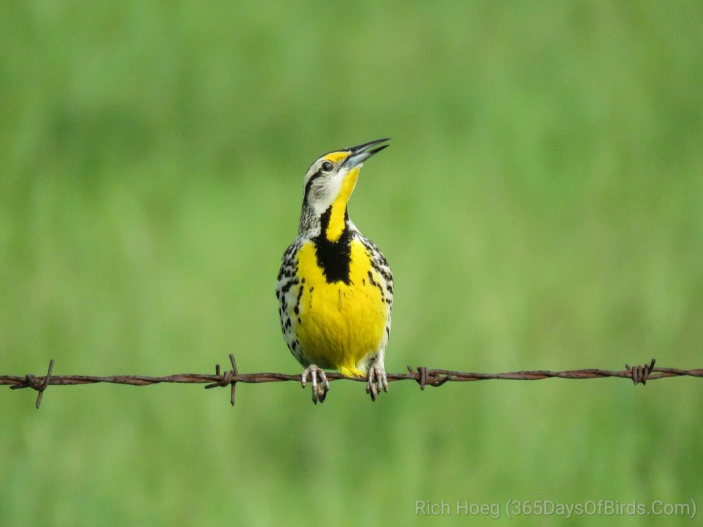 24-Eastern-Meadowlark_wm