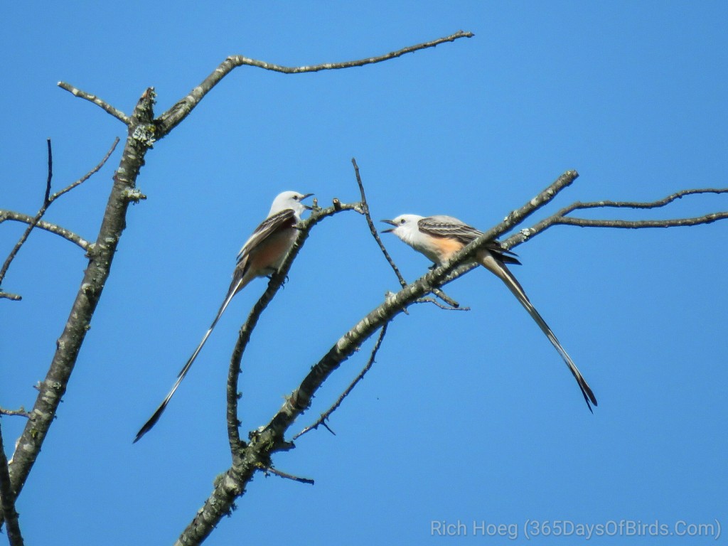 24-Scissortail-Flycatchers_wm