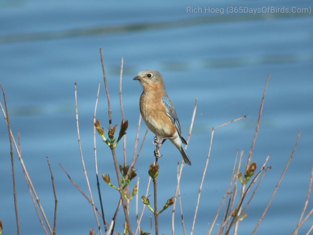 25-Female-Bluebird