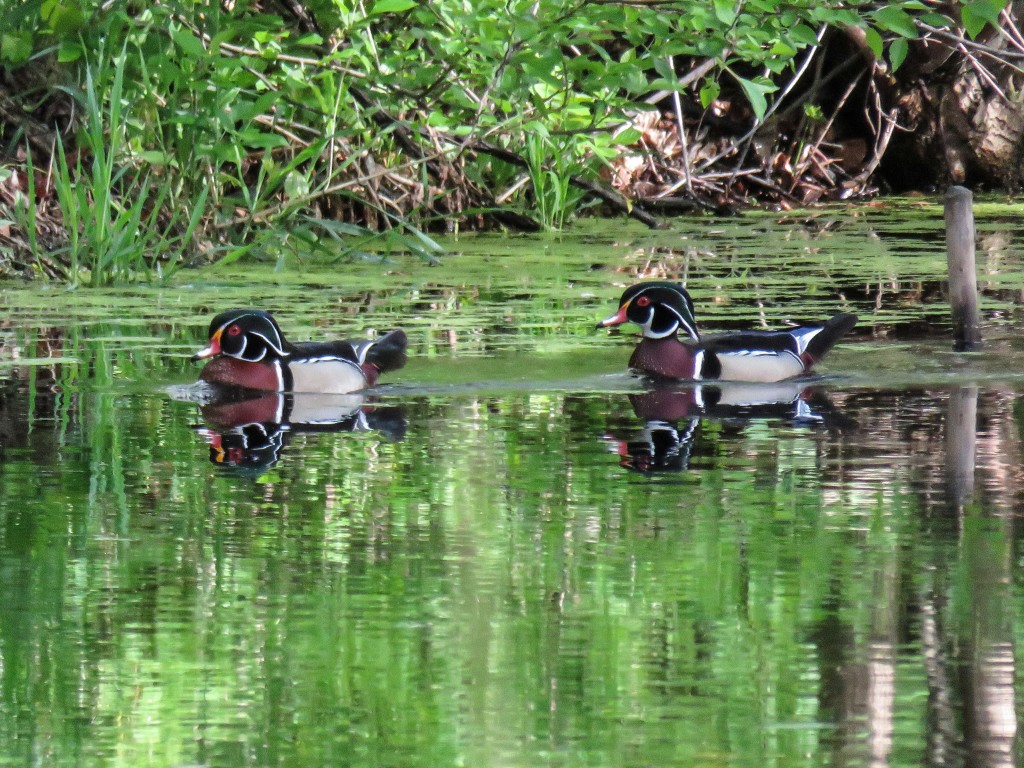 Wood-Duck-Duo