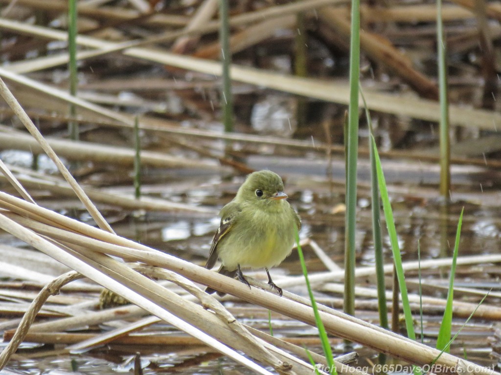 Y2-M05-18-Alder-Flycatcher-1