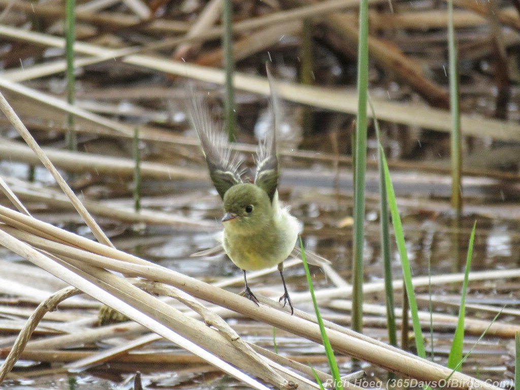 Y2-M05-18-Alder-Flycatcher-2