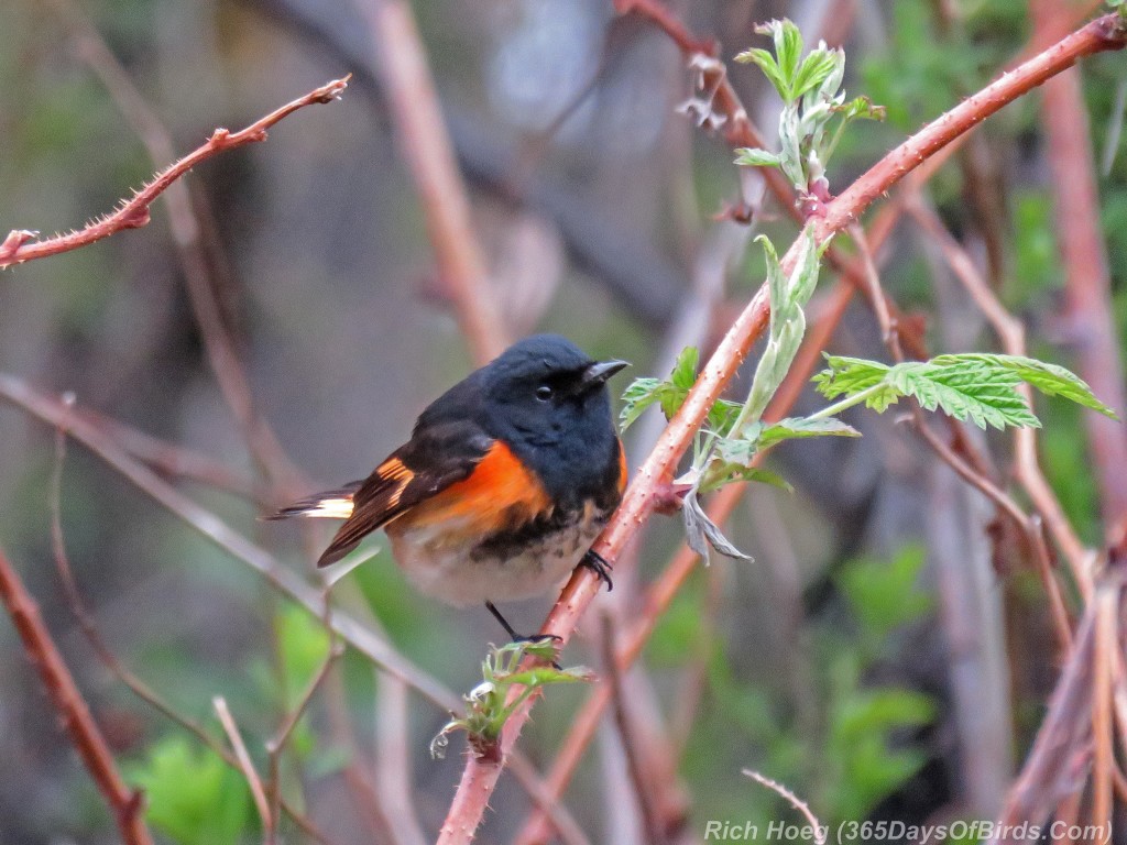 Y2-M05-18-American-Redstart-Male-2