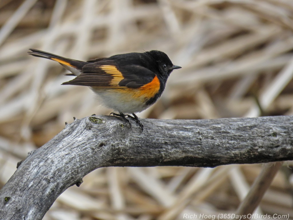 Y2-M05-18-American-Redstart-Male-3