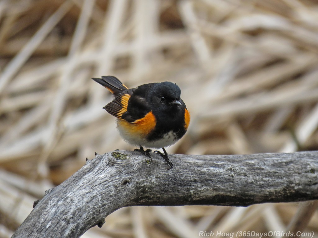 Y2-M05-18-American-Redstart-Male-4