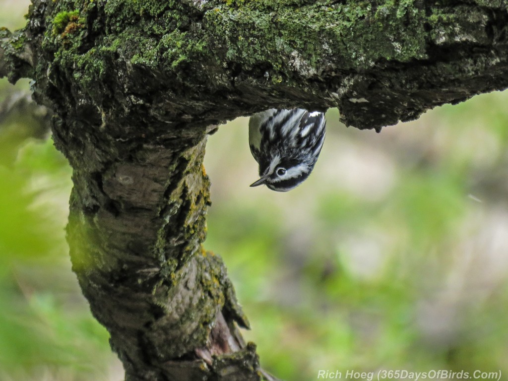 Y2-M05-18-Black-and-White-Warbler-1