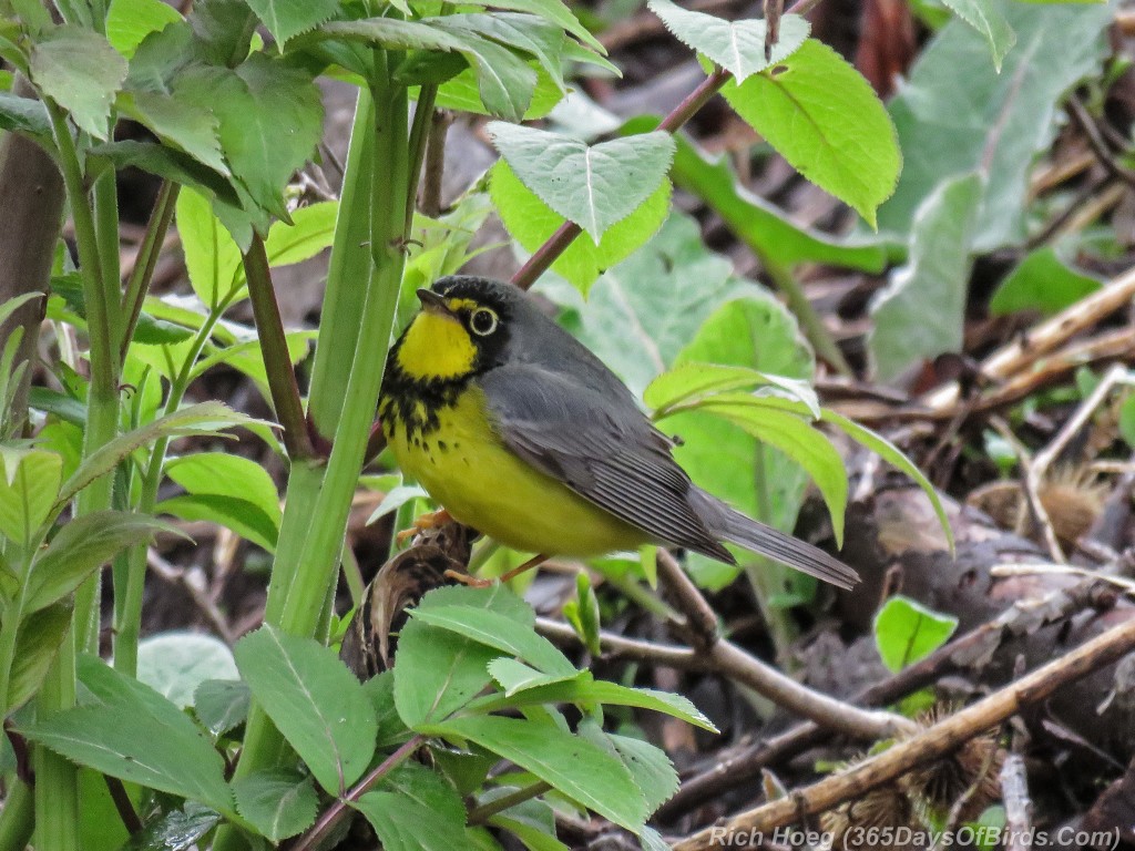 Y2-M05-18-Canada-Warbler-1