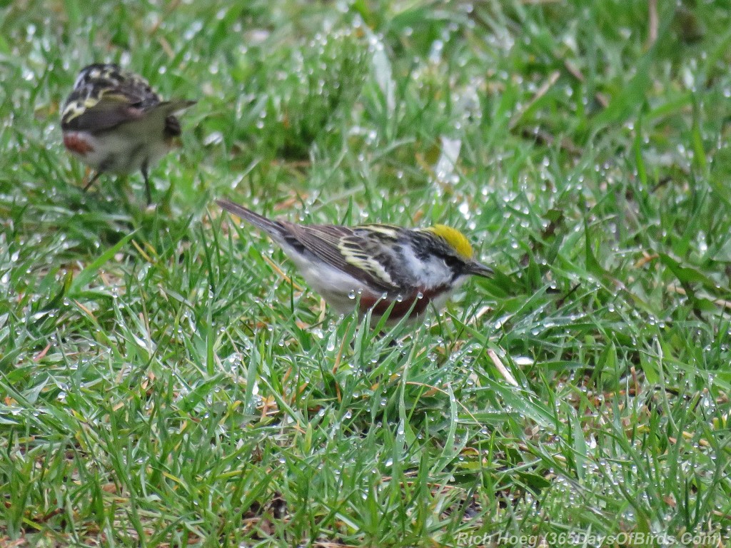 Y2-M05-18-Chestnut-Sided-Warbler