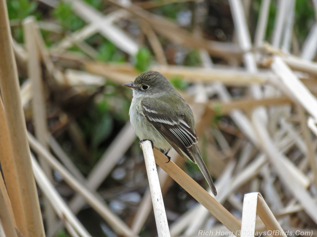 Y2-M05-18-Least-Flycatcher