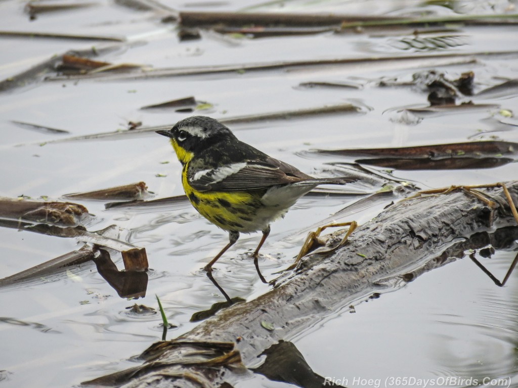 Y2-M05-18-Magnolia-Warbler-2