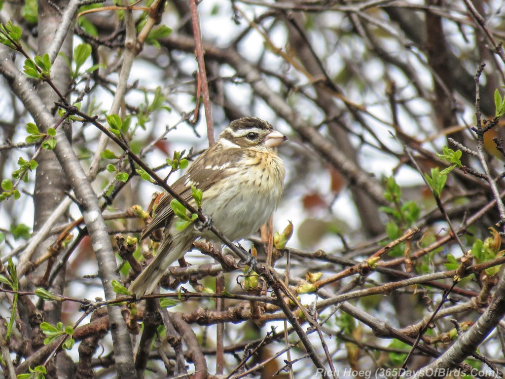 Y2-M05-18-Rose-Breasted-Grosbeak-Female