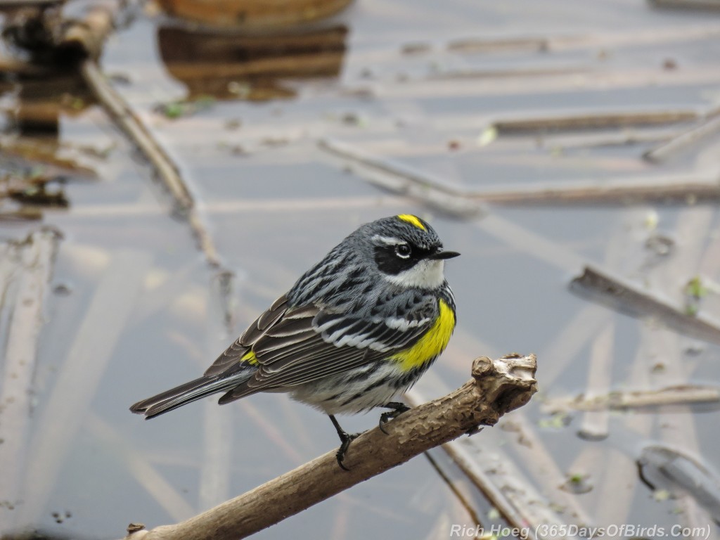 Y2-M05-18-Yellow-Rumped-Warbler