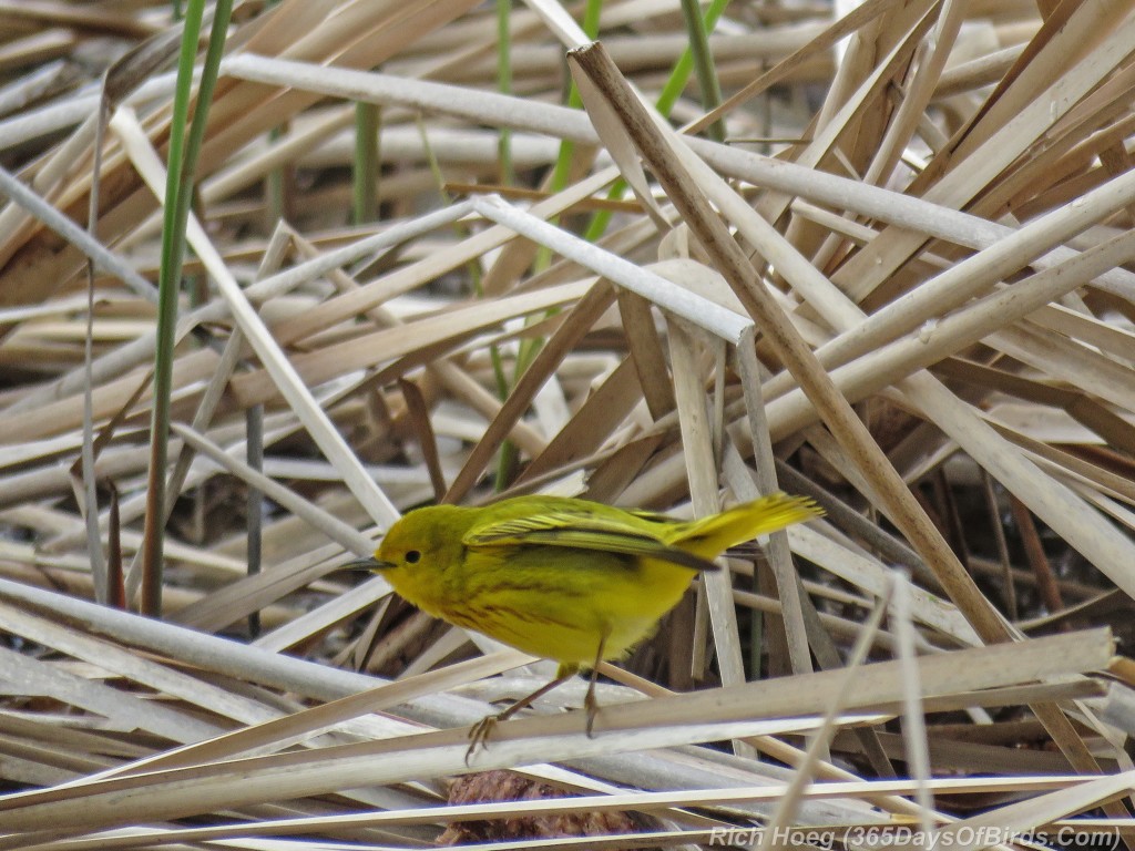 Y2-M05-18-Yellow-Warbler