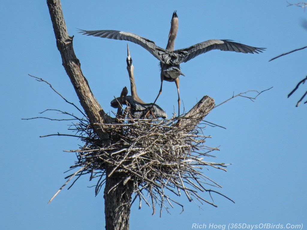 Y2-M05-19-Great-Blue-Heron-Couple-Nest-Squacking
