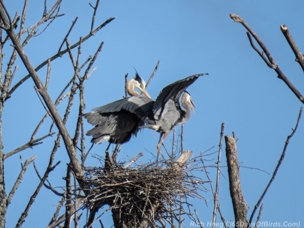 Y2-M05-19-Great-Blue-Heron-Couple-Poised-Takeoff-1