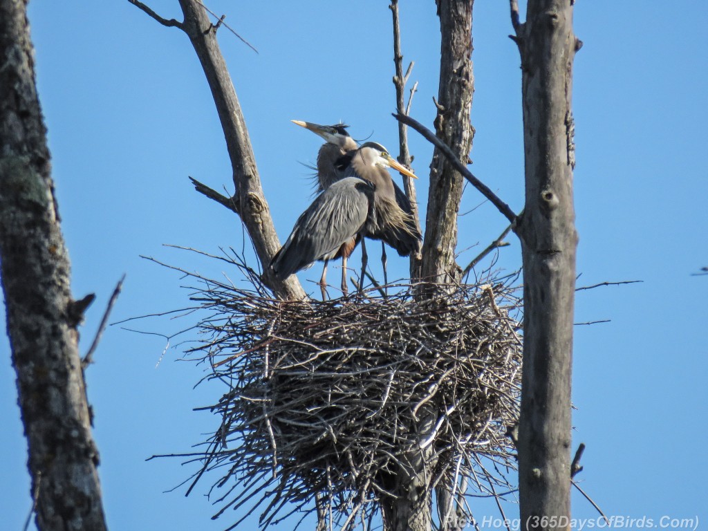 Y2-M05-19-Great-Blue-Heron-Prime-Couple-2